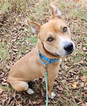 Picture of Brownie