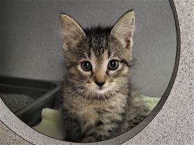 Picture of Jynx