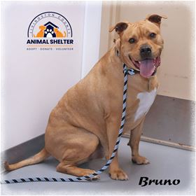 Picture of Bruno 