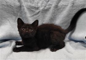Picture of Squirt
