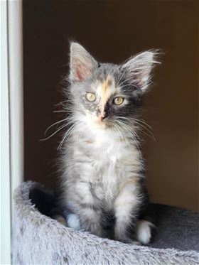 Picture of Mystic