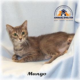 Picture of Mango