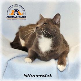 Picture of Silvermist