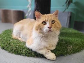 Picture of Woodrow