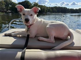 Picture of Dottie