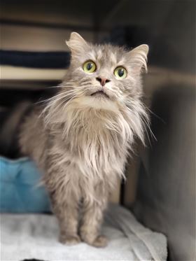 Picture of Comet