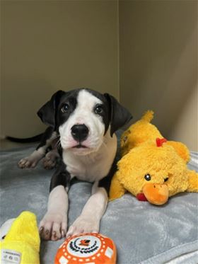 Picture of Orlando
