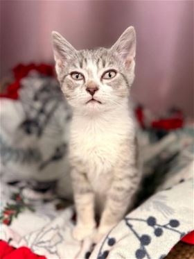 Picture of Pepper