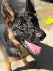 Picture of Arnold