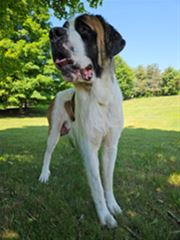 Picture of Truman