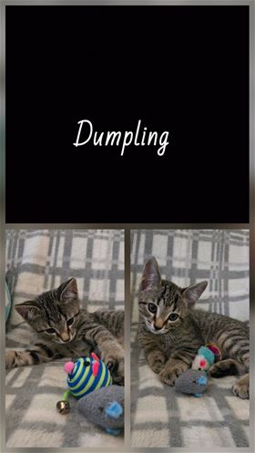 Picture of Dumpling