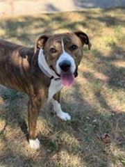 Picture of Bindi