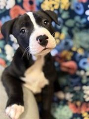Picture of Bogey