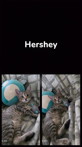 Picture of Hershey