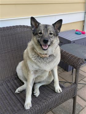 Picture of Misty