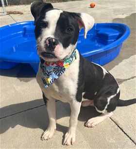 Picture of Diesel 
