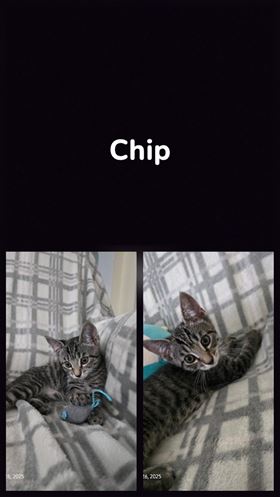 Picture of Chip