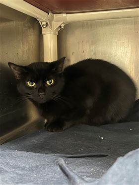 Picture of Mars *barn cat*