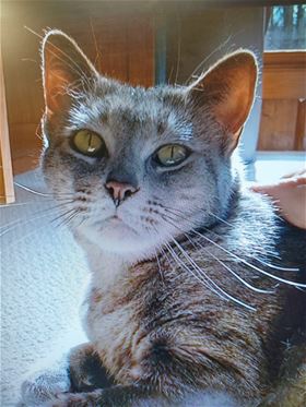 Picture of Nomi