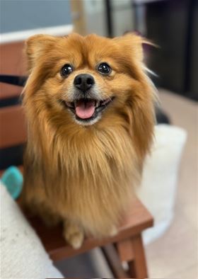 Picture of Rusty