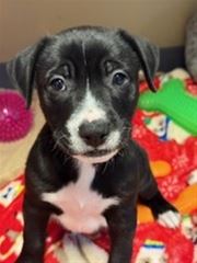 Picture of Putter