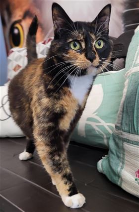 Picture of Sassy