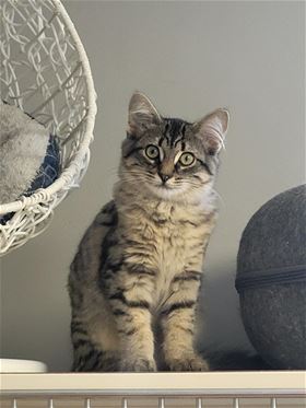 Picture of Stark