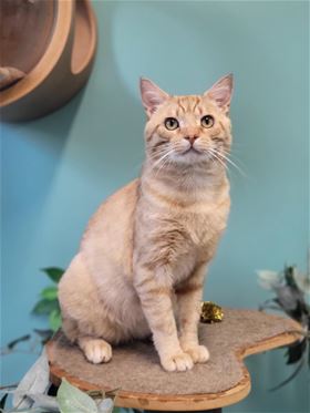 Picture of B.O.B. (Big Orange Boy)