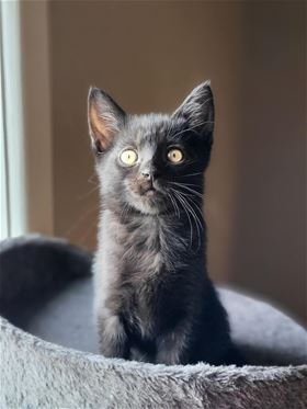 Picture of Magic 