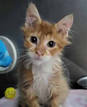 Picture of Little Spicy Nugget