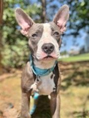 Picture of Tripp